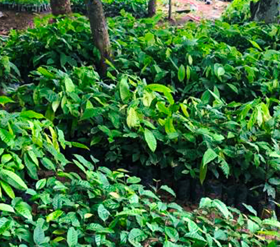 1er juin 2023, Commémoration de la Journée nationale de l’arbre au Togo