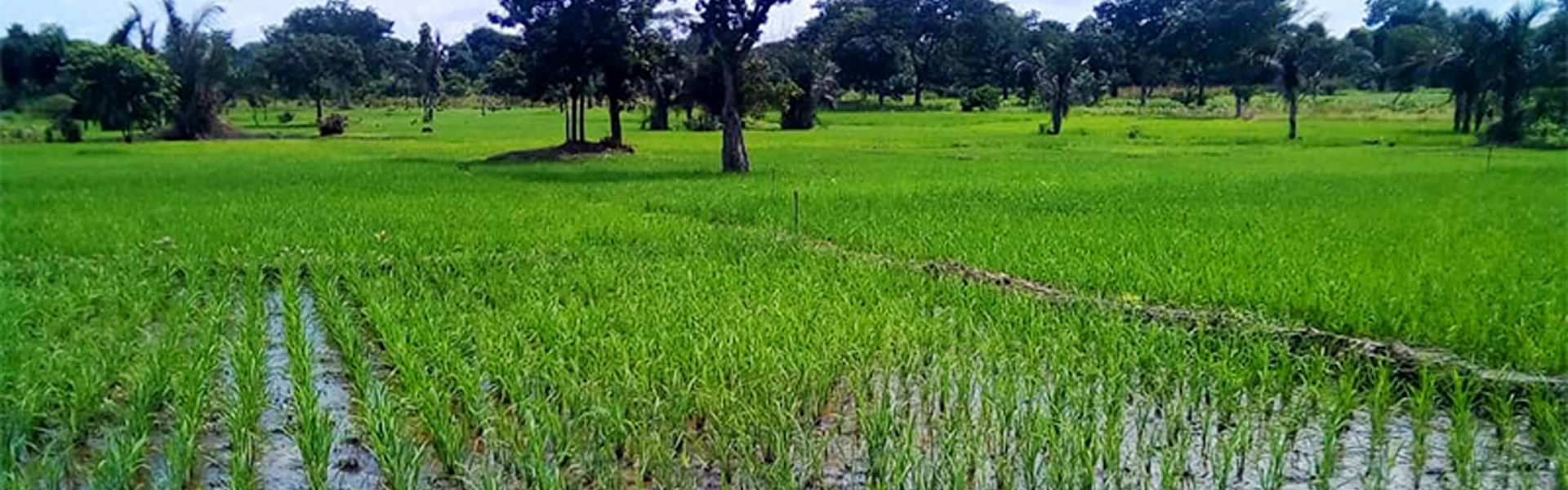 ProEnDur : Quand l'entrepreneuriat rural transforme durablement le quotidien au Togo