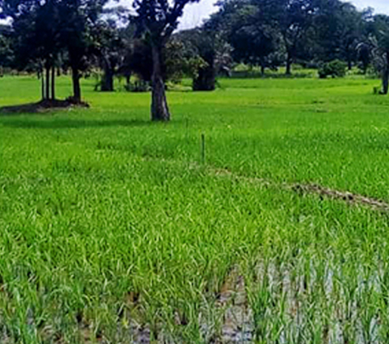 ProEnDur : Quand l'entrepreneuriat rural transforme durablement le quotidien au Togo